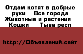 Отдам котят в добрые руки. - Все города Животные и растения » Кошки   . Тыва респ.